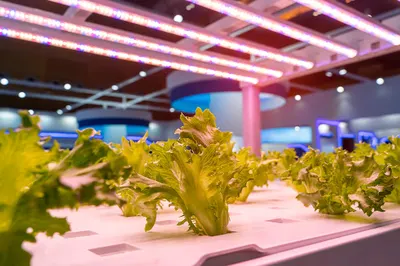 Mr.Light sklep z lampami LED GROW do uprawy i wzrostu roślin